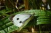 Large White at Canvey Point (Richard Howard) (108422 bytes)