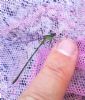 Willow Emerald Damselfly at South Fambridge (Paul Baker) (140265 bytes)