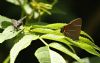 White-letter Hairstreak at Blenheim Park (Vince Kinsler) (54746 bytes)