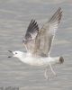 Caspian Gull at Hullbridge (Jeff Delve) (46359 bytes)