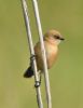 Bearded Tit at Bowers Marsh (RSPB) (Graham Oakes) (40795 bytes) Bearded Tit at Bowers Marsh (RSPB) (Graham Oakes) (40795 bytes)