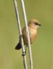 Bearded Tit at Bowers Marsh (RSPB) (Graham Oakes) (40795 bytes)