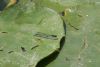 Red-eyed Damselfly at Shoeburyness Park (Mike Bailey) (68260 bytes) Red-eyed Damselfly at Shoeburyness Park (Mike Bailey) (68260 bytes)