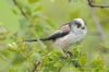 Long-tailed Tit at West Canvey Marsh (RSPB) (Richard Howard) (91930 bytes)