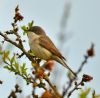 Lesser Whitethroat at Bowers Marsh (RSPB) (Graham Oakes) (77632 bytes)