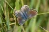 Common Blue at Canvey Way (Richard Howard) (63116 bytes)