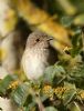 Spotted Flycatcher at Bowers Marsh (RSPB) (Graham Oakes) (65705 bytes) Spotted Flycatcher at Bowers Marsh (RSPB) (Graham Oakes) (65705 bytes)