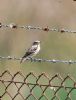 Whinchat at Bowers Marsh (RSPB) (Graham Oakes) (63829 bytes)