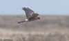 Pallid Harrier at Wallasea Island (RSPB) (Jeff Delve) (19430 bytes)