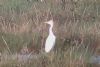 Cattle Egret at Tewkes Creek (Don Petrie) (49278 bytes)