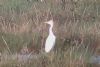 Cattle Egret at Tewkes Creek (Don Petrie) (49278 bytes) Cattle Egret at Tewkes Creek (Don Petrie) (49278 bytes)