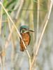 Kingfisher at Bowers Marsh (RSPB) (Graham Oakes) (49739 bytes) Kingfisher at Bowers Marsh (RSPB) (Graham Oakes) (49739 bytes)