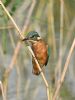 Kingfisher at Bowers Marsh (RSPB) (Graham Oakes) (46450 bytes) Kingfisher at Bowers Marsh (RSPB) (Graham Oakes) (46450 bytes)
