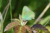 Green Hairstreak at Canvey Wick (Richard Howard) (62272 bytes)