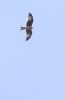 Red Kite at Benfleet (Tim Bourne) (13067 bytes)