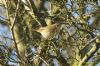 Chiffchaff at Benfleet Downs (Richard Howard) (151800 bytes)