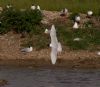 Mediterranean Gull at Lower Raypits (Jeff Delve) (87848 bytes)