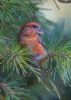 Parrot Crossbill at Gunners Park (Jeff Delve) (76177 bytes)