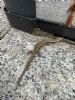 Common Lizard at South Fambridge (Paul Baker) (146505 bytes)