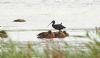 Glossy Ibis at Vange Marsh (RSPB) (Steve Arlow) (63402 bytes)