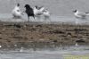 Little Stint at Bowers Marsh (RSPB) (Richard Howard) (76942 bytes)