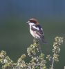 Woodchat Shrike at Stambridge Mills (Jeff Delve) (55704 bytes) Woodchat Shrike at Stambridge Mills (Jeff Delve) (55704 bytes)