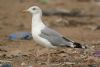 Caspian Gull at Private site with no public access (Steve Arlow) (51084 bytes)