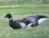 Black Brant at Fleet Head (Bob Young) (68099 bytes)