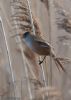 Bearded Tit at Bowers Marsh (RSPB) (Jeff Delve) (46150 bytes)