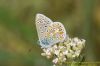 Common Blue at Gunners Park (Richard Howard) (55496 bytes)