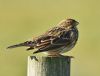 Corn Bunting at Bowers Marsh (RSPB) (Graham Oakes) (72446 bytes)