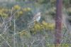 Mistle Thrush at Fleet Head (Richard Howard) (113225 bytes)