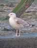 Caspian Gull at Hullbridge (Paul Baker) (92281 bytes)