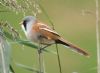 Bearded Tit at Bowers Marsh (RSPB) (Graham Oakes) (56236 bytes)