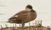 Red-crested Pochard at Bowers Marsh (RSPB) (Steve Arlow) (51091 bytes)