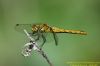 Ruddy Darter at Benfleet Downs (Richard Howard) (42756 bytes)