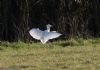 Cattle Egret at Lion Creek (Jeff Delve) (77014 bytes) Cattle Egret at Lion Creek (Jeff Delve) (77014 bytes)