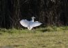 Cattle Egret at Lion Creek (Jeff Delve) (77014 bytes)