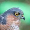 Sparrowhawk at Gunners Park (Andrew Armstrong) (80053 bytes) Sparrowhawk at Gunners Park (Andrew Armstrong) (80053 bytes)