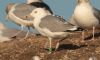 Caspian Gull at Private site with no public access (Steve Arlow) (59404 bytes)