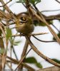 Firecrest at Hockley Woods (Jeff Delve) (77220 bytes) Firecrest at Hockley Woods (Jeff Delve) (77220 bytes)