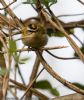 Firecrest at Hockley Woods (Jeff Delve) (77220 bytes)