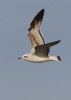 Mediterranean Gull at Southend Pier (Jeff Delve) (22694 bytes)