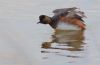 Black-necked Grebe at Bowers Marsh (RSPB) (Tim Bourne) (34012 bytes)