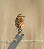 Whinchat at Bowers Marsh (RSPB) (Graham Oakes) (59737 bytes)