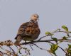 Turtle Dove at Canewdon (Jeff Delve) (79285 bytes) Turtle Dove at Canewdon (Jeff Delve) (79285 bytes)