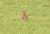 Red-legged Partridge at Ballards Gore, Stambridge (Vince Kinsler) (128486 bytes)