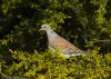 Turtle Dove at Canewdon (Jeff Delve) (105099 bytes) Turtle Dove at Canewdon (Jeff Delve) (105099 bytes)
