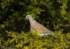 Turtle Dove at Canewdon (Jeff Delve) (105099 bytes)