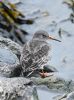 Purple Sandpiper at Canvey Point (Graham Oakes) (76064 bytes)